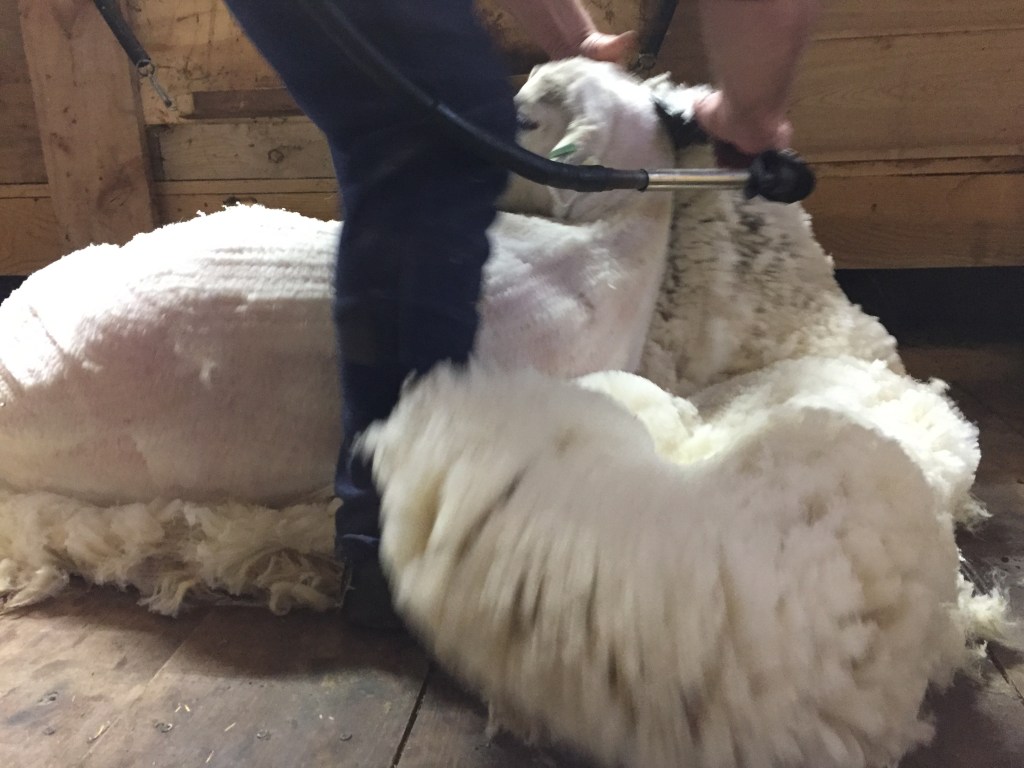 shearing sheep