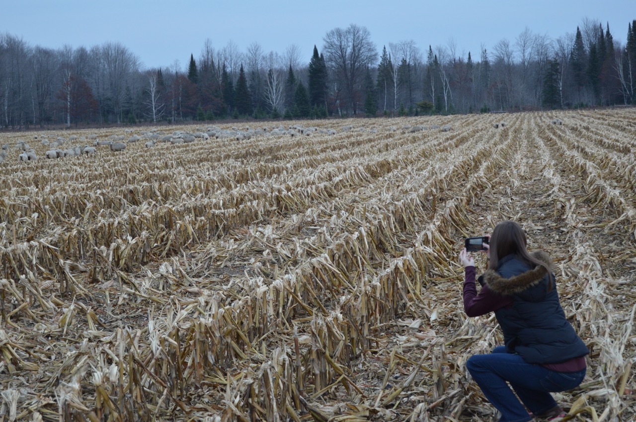 Taking pictures on cell phone