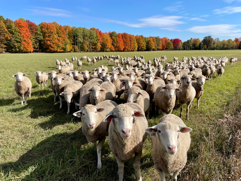 sheep with changing fall colors forest